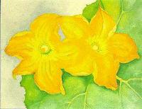 O Keeffe, Georgia - Squash Blossoms